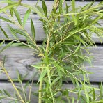 Vŕba smútočná (Salix sepulcralis) ´CHRYSOCOMA´ - výška 50-80 cm, kont. C5L
